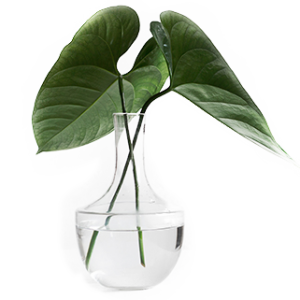 sarah-dorweiler-transp